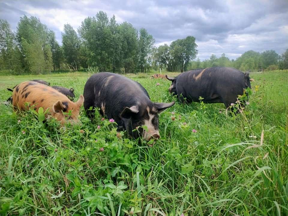Pigs walking and sniffing around in a field.