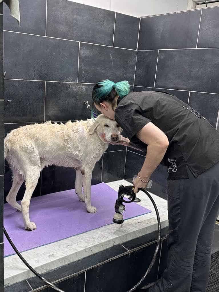 A woman washing a white dog in a shower.