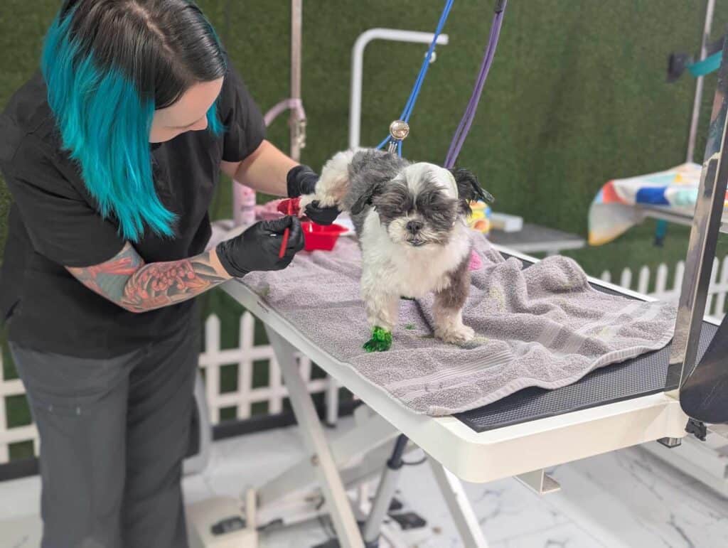 A woman with blue hair is grooming a dog.