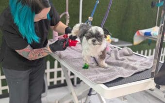 A woman with blue hair is grooming a dog.