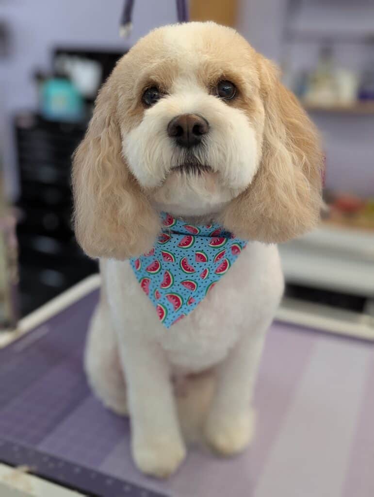 A fluffy dog wearing a blue bandana with watermelon slices on it.