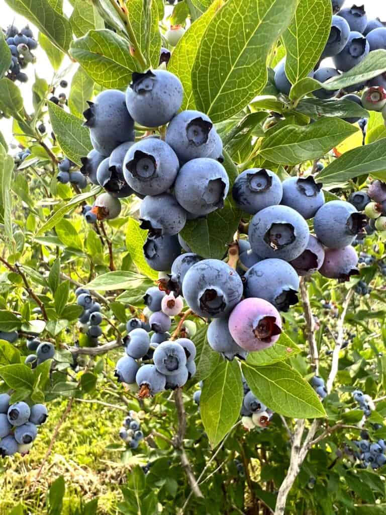 A blueberry bush with many blueberries on it.