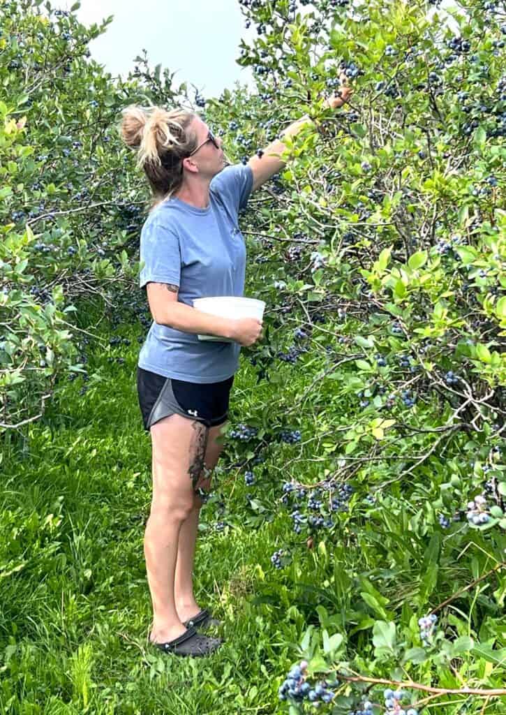 A woman picking blueberries from a tree.