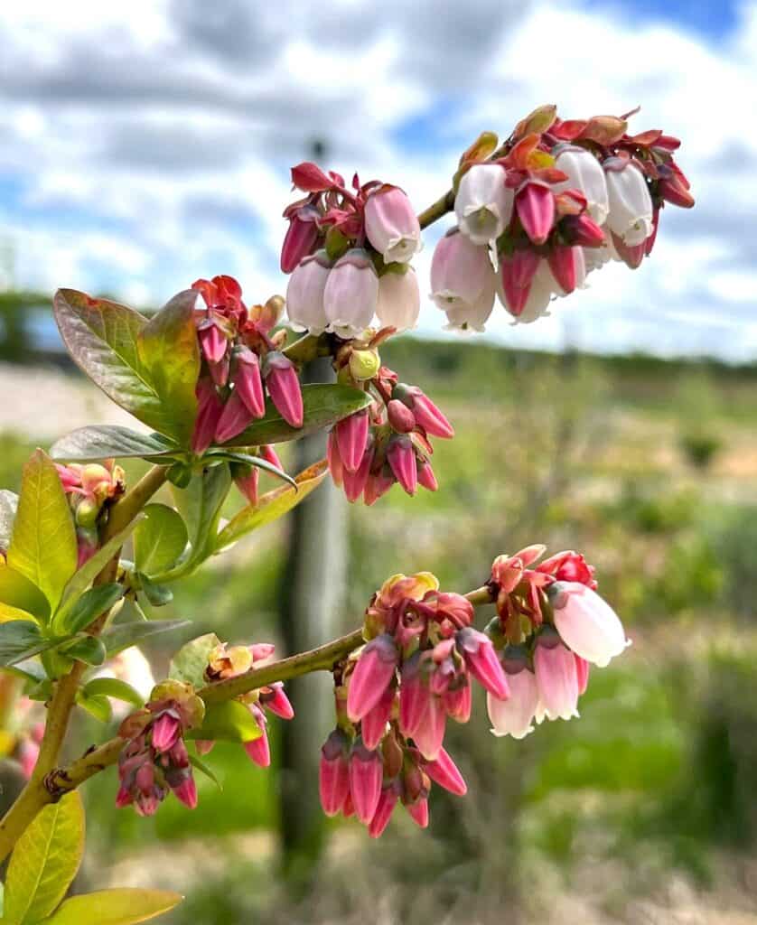 A bush of pink and white flowers in a field.