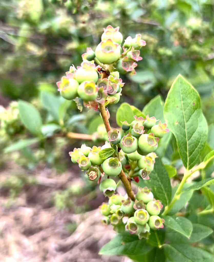 A bush of blueberries with green leaves.
