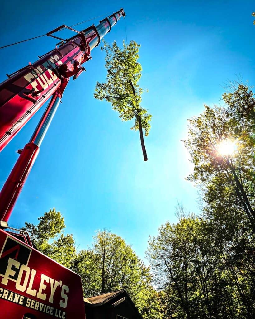 A crane is lifting a tree up into the air.