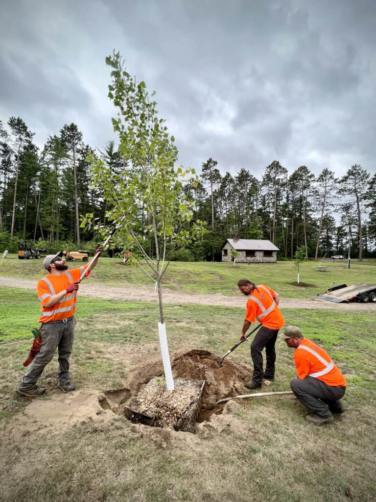 Three men in orange vests are planting a tree.
