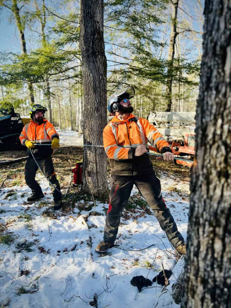 Two men in orange and black jackets are cutting down trees.