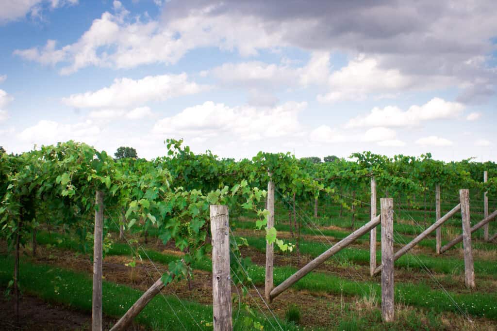 A vineyard with rows of green plants.