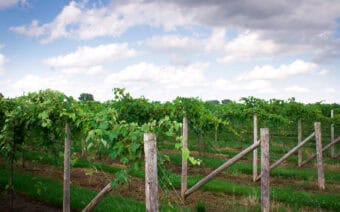 A vineyard with rows of green plants.