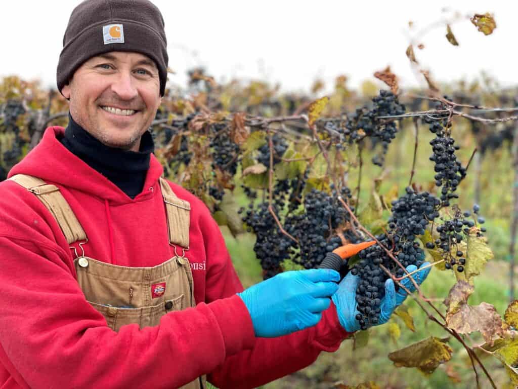 A man in a red shirt and blue gloves picking grapes.