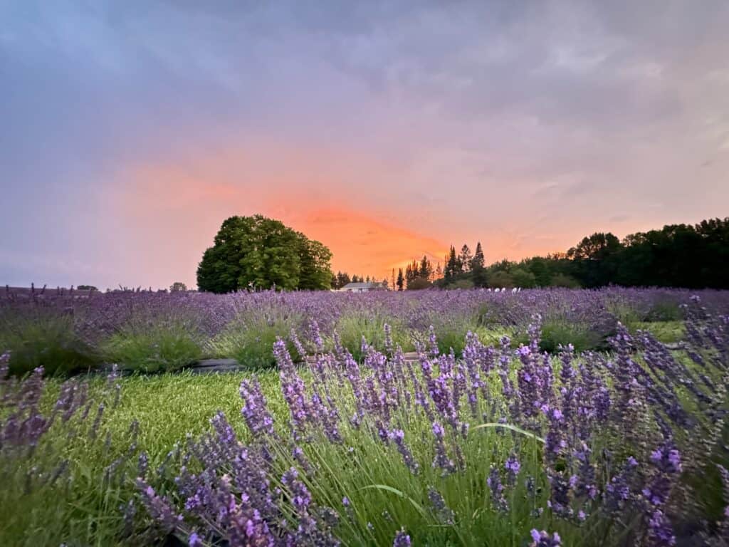 A field of lavender flowers at sunset.