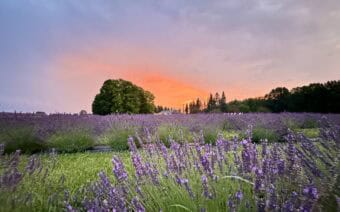 A field of lavender flowers at sunset.