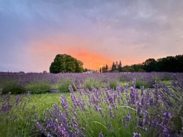 A field of lavender flowers at sunset.