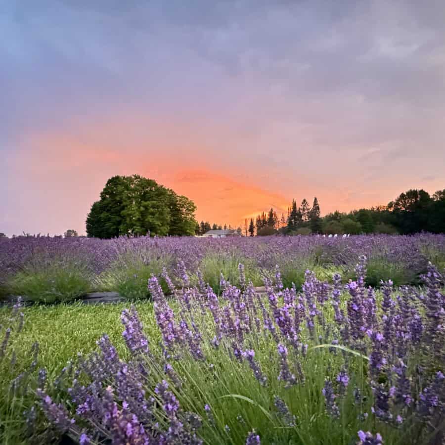 A field of lavender flowers at sunset.