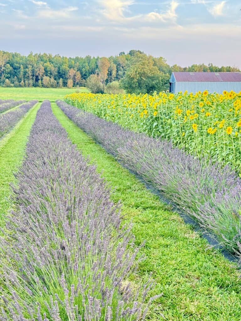 Lavender field next to a sunflower field.