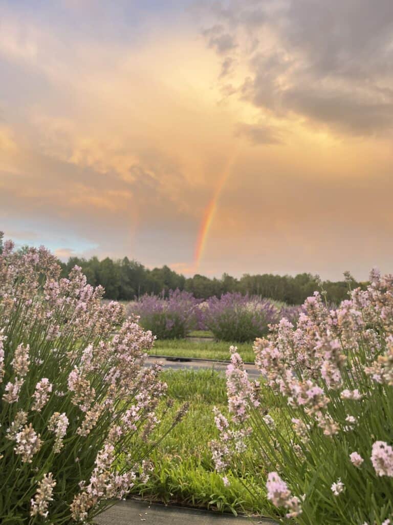 A rainbow is seen in the sky over lavender fields.