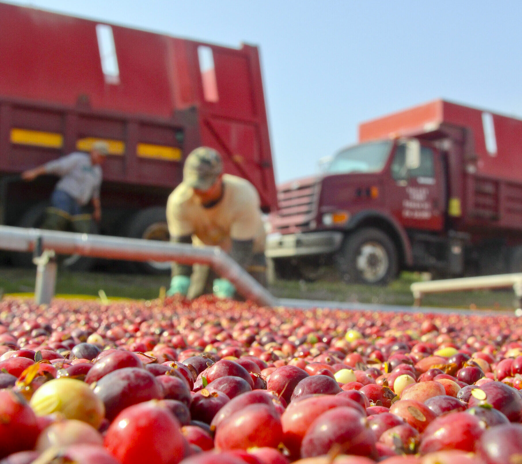 A work of tart - The Business News